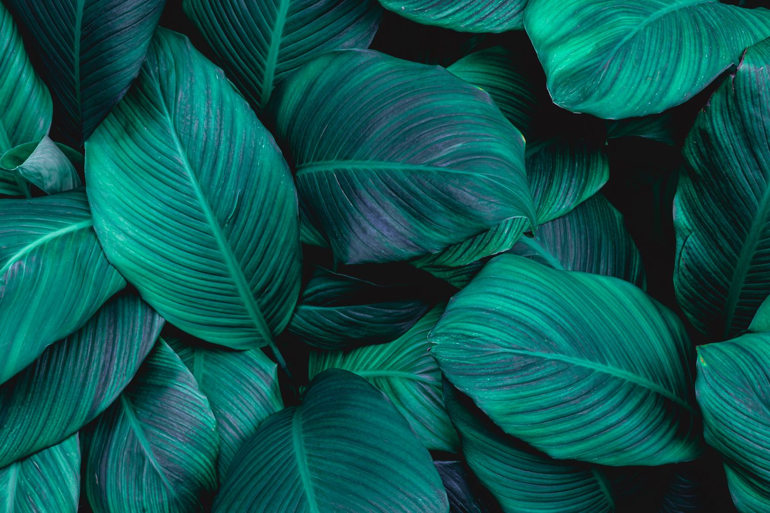 Abstract image of green leaves